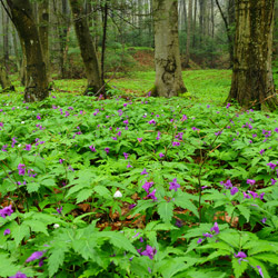 Szczebrzeszyn Landscape Park, Western Roztocze