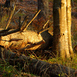 Landscape Park of the San River Valley, Western Bieszczady