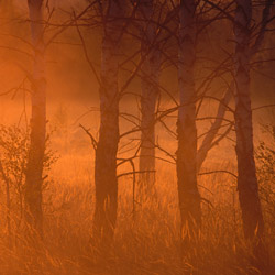 Birches, Bilgoraj Plain