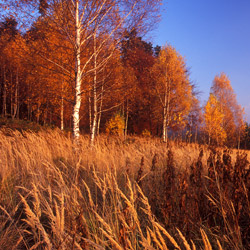 Birches, Central Roztocze