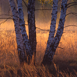 Birches, Bilgoraj Plain