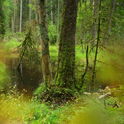 Szum River Nature Reserve, Central Roztocze