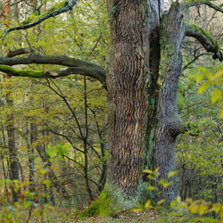 Oak natural monument, Solska Primeval Forest