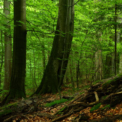 Roztoczański Park Narodowy, Roztocze Środkowe