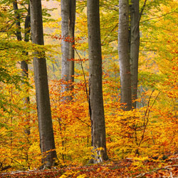 South Roztocze Landscape Park, Eastern (South) Roztocze