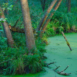 Biebrza National Park