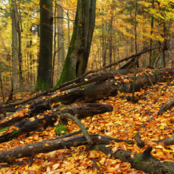 Roztoczański Park Narodowy, Roztocze Środkowe