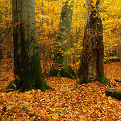 Roztoczański Park Narodowy, Roztocze Środkowe