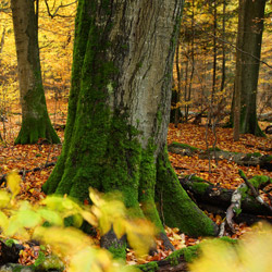 Roztoczański Park Narodowy, Roztocze Środkowe