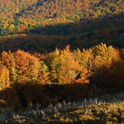 Bieszczadzki Park Narodowy, Bieszczady Zachodnie