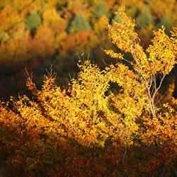 Bieszczadzki Park Narodowy, Bieszczady Zachodnie