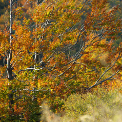 Bieszczady National Park, Western Bieszczady