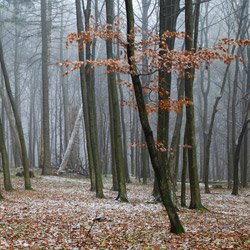 Roztocze National Park, Central Roztocze