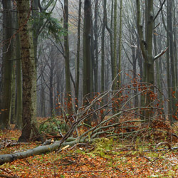 Roztoczański Park Narodowy, Roztocze Środkowe