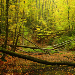 Szczebrzeszyński Park Krajobrazowy, Roztocze Zachodnie