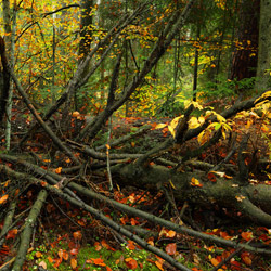 Szum River Nature Reserve, Central Roztocze