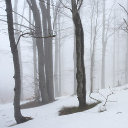 Landscape Park of the San River Valley, Western Bieszczady