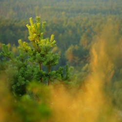 Szczebrzeszyński Park Krajobrazowy, Roztocze Zachodnie