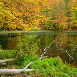 Zwiezło Nature Reserve, Ciśniańsko-Wetliński Landscape Park, Western Bieszczady