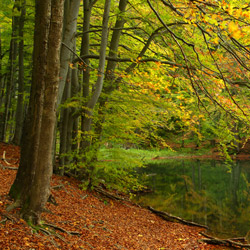 Rezerwat przyrody Zwiezło, Ciśniańsko-Wetliński Park Krajobrazowy, Biaszczady Zachodnie