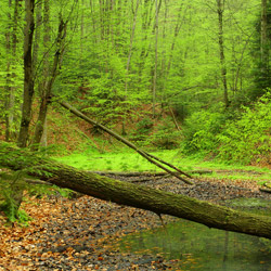 Szczebrzeszyński Park Krajobrazowy, Roztocze Zachodnie