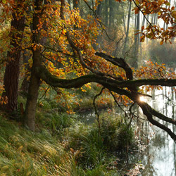 Parczew Forests, Łęczna Lakes Landscape Park