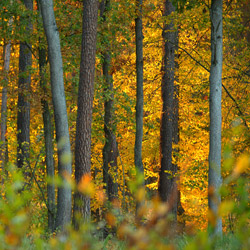 Kozłowiecki Park Krajobrazowy, Równina Lubartowska