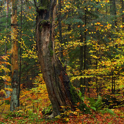 Roztoczański Park Narodowy, Roztocze Środkowe