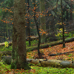 Roztoczański Park Narodowy, Roztocze Środkowe