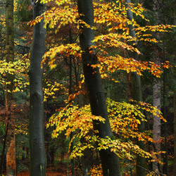 Roztoczański Park Narodowy, Roztocze Środkowe