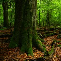 Roztoczański Park Narodowy, Roztocze Środkowe