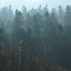 Millennium Reserve on the Cergowa Mountain, Low Beskid