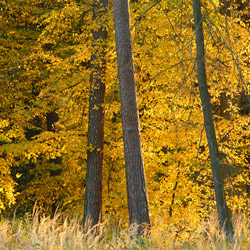 KozĹowiecki Landscape Park, Lubartow Plain