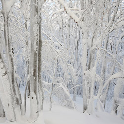 Bieszczadzki Park Narodowy, Bieszczady Zachodnie