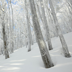 Bieszczadzki Park Narodowy, Bieszczady Zachodnie