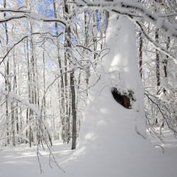 Bieszczadzki Park Narodowy, Bieszczady Zachodnie