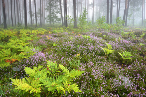 Solska Primeval Forest and Janowskie Forest