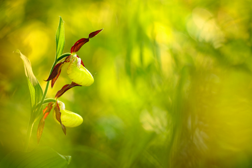 Floristic fascinations